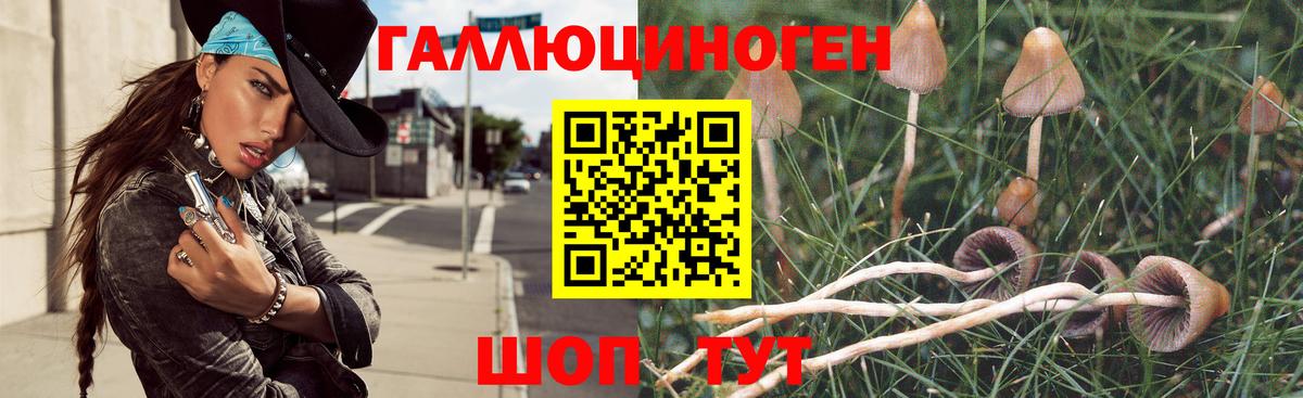 Галлюциногенные грибы Psilocybe Томск